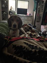 Found/Stray Male Dog last seen FM 646 & 4th Street Santa Fe, TX, Santa Fe, TX 77517