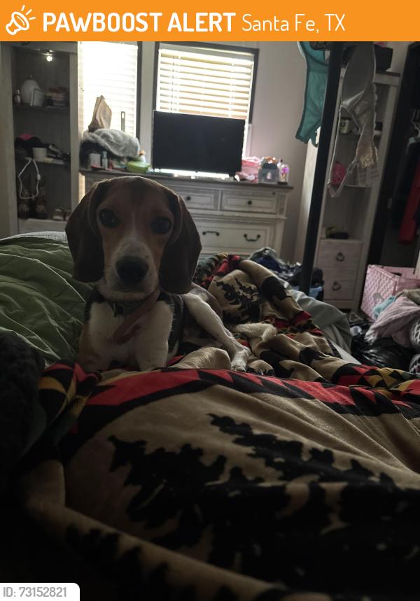 Found/Stray Male Dog last seen FM 646 & 4th Street Santa Fe, TX, Santa Fe, TX 77517