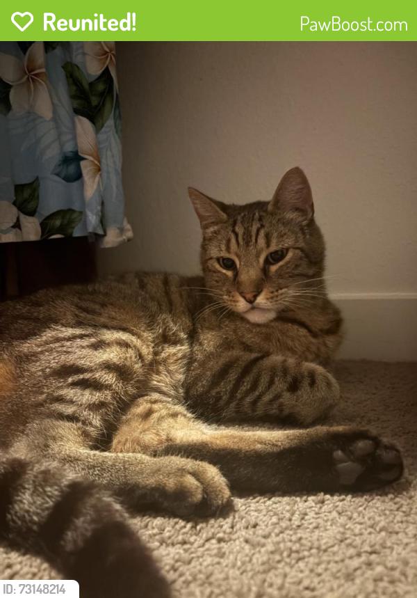 Reunited Male Cat last seen Hancock St, Lincoln, CA 95648, USA, Lincoln, CA 95648