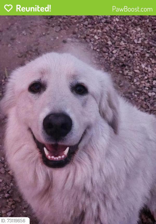 Reunited Female Dog last seen Speedway and Stone, Tucson, AZ 85705