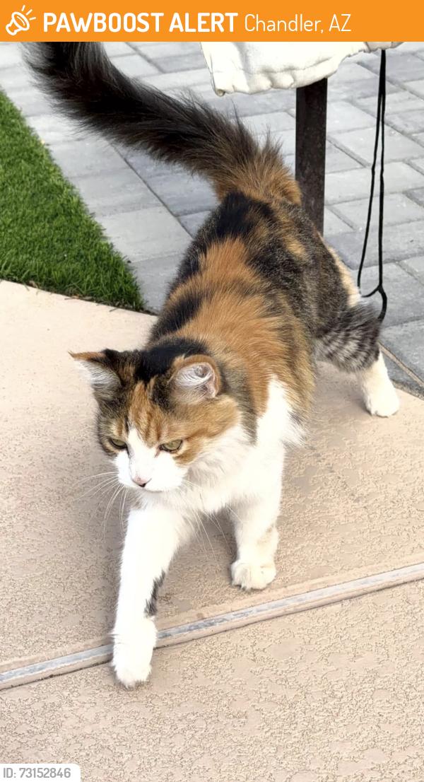 Found/Stray Unknown Cat last seen Lindsay Rd & Hunt Hwy, Chandler, AZ 85249