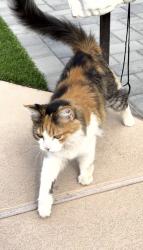 Found/Stray Unknown Cat last seen Lindsay Rd & Hunt Hwy, Chandler, AZ 85249