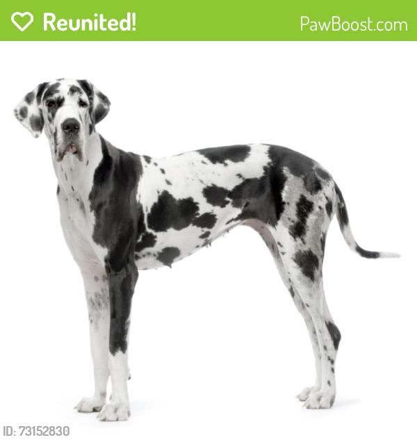 Reunited Female Dog last seen Lauver drive, East Donegal Township, PA 17552