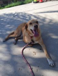 Reunited Male Dog last seen Near Ranier St, Canyon Country, CA 91351, USA, Santa Clarita, CA 91351