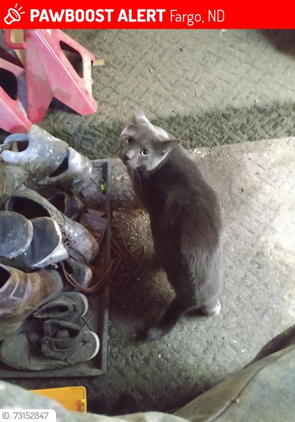 Lost Male Cat last seen 2nd Ave 23rd st, Fargo, ND 58103