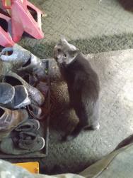 Lost Male Cat last seen 2nd Ave 23rd st, Fargo, ND 58103
