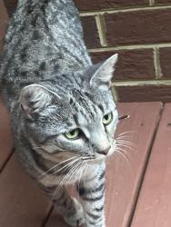 Found/Stray Female Cat last seen Quarter Mill, Powhatan, VA 23139