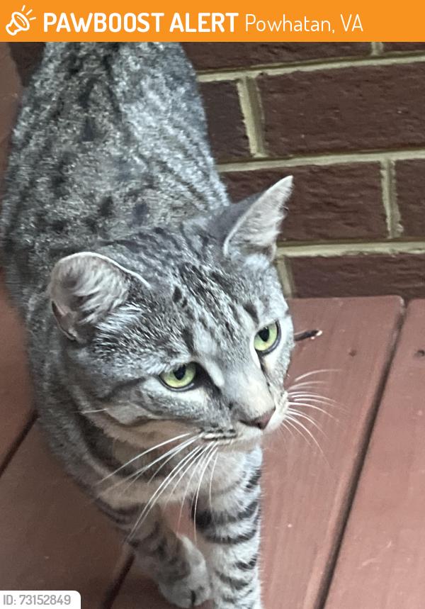 Found/Stray Female Cat last seen Quarter Mill, Powhatan, VA 23139