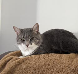 Lost Male Cat last seen Beechlawn Park, Pickering, ON L1V 7C7