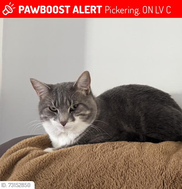 Lost Male Cat last seen Beechlawn Park, Pickering, ON L1V 7C7