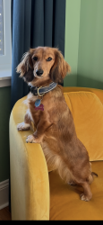 Reunited Female Dog last seen Sad Sam’s Fireworks Outlet, Cross Plains, TN 37049
