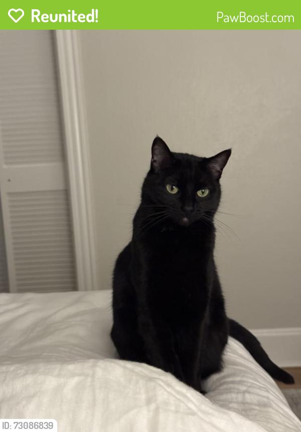 Reunited Female Cat last seen Farallone and Harvard, Fircrest, WA 98466