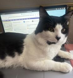Reunited Male Cat last seen Sapwood st, Tampa, FL 33624