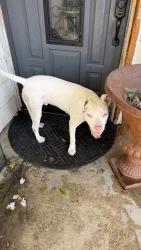 Found/Stray Male Dog last seen Near mango and Cerritos, Fontana, CA 92336