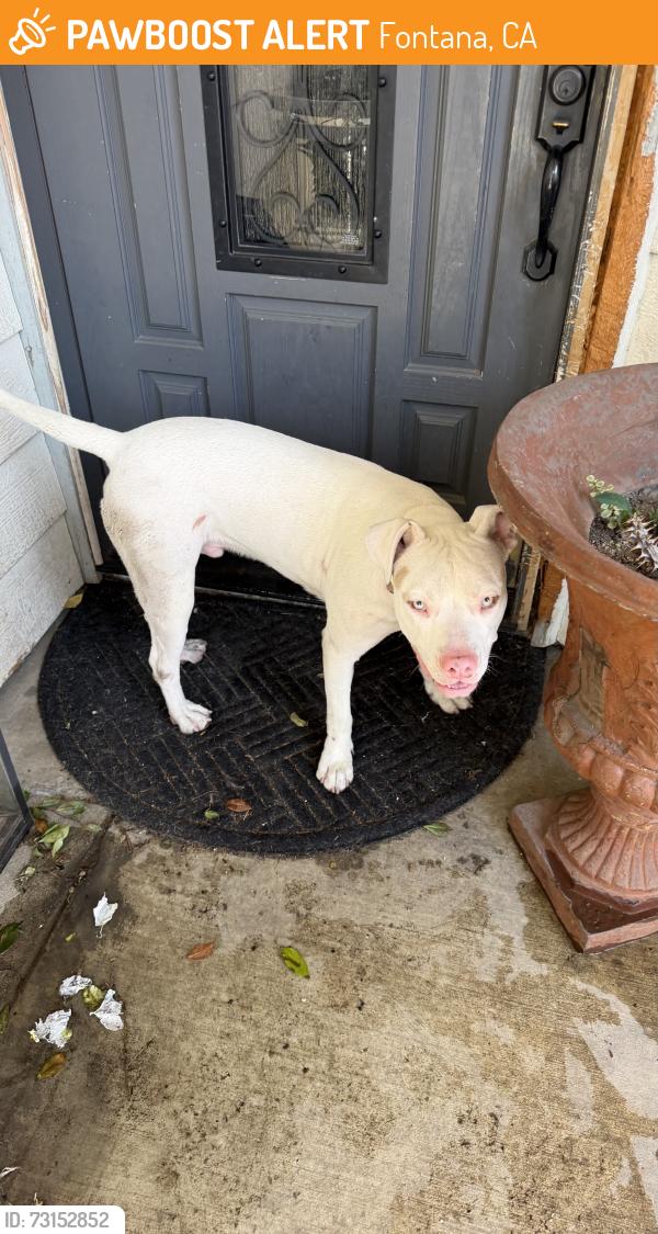 Found/Stray Male Dog last seen Near mango and Cerritos, Fontana, CA 92336