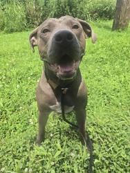 Shelter Stray Male Dog last seen Near BLOCK DUKE DR,63136, 10521 Baur Blvd, Olivette, MO 63132, USA