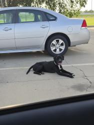 Found/Stray Male Dog last seen Bellmead Home Depot, Bellmead, TX 76705