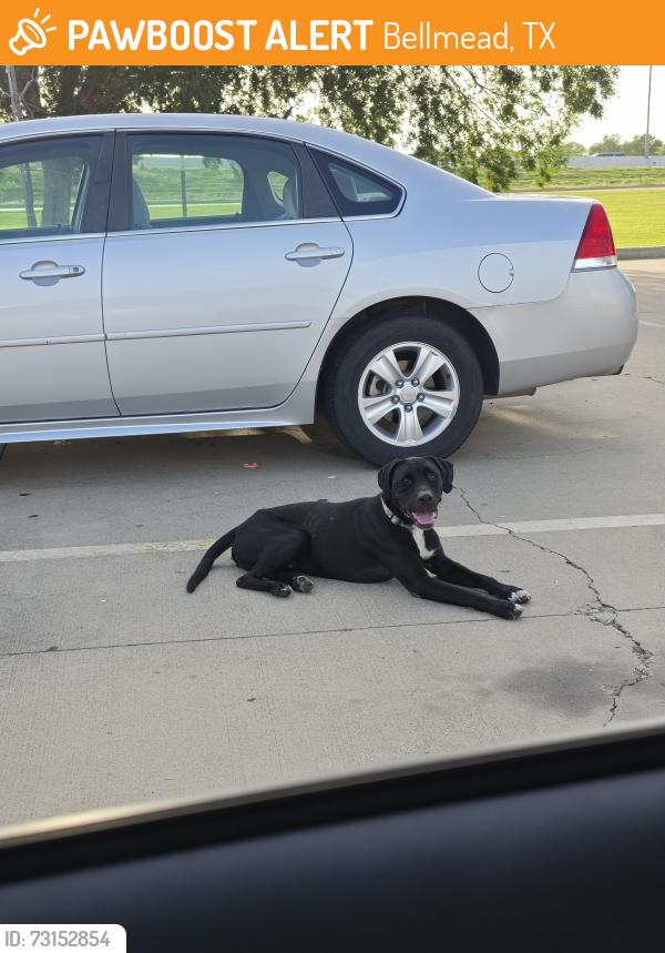 Found/Stray Male Dog last seen Bellmead Home Depot, Bellmead, TX 76705