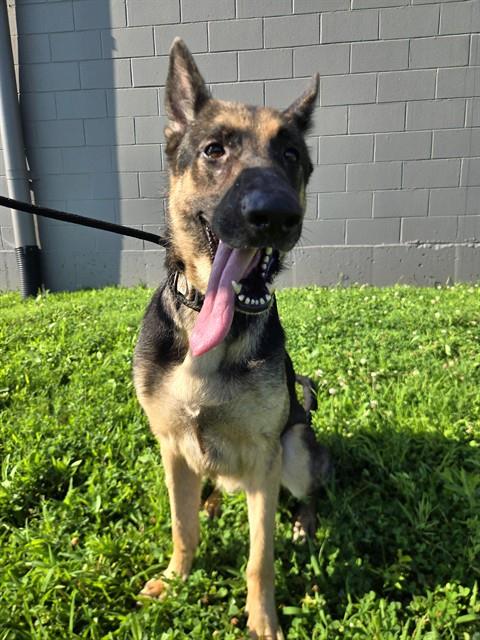 Shelter Stray Female Dog last seen Near BLOCK SWITZER,63136, 10521 Baur Blvd, Olivette, MO 63132, USA