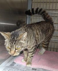 Shelter Stray Female Cat last seen , 4275 Elton St, Baldwin Park, CA 91706, USA