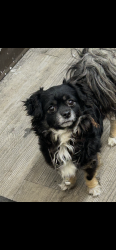Lost Male Dog last seen 25th between Dickerson and reed street., Philadelphia, PA 19146