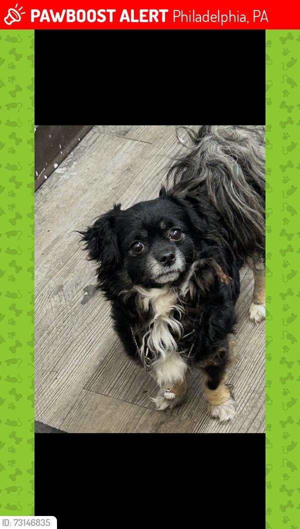 Lost Male Dog last seen 25th between Dickerson and reed street., Philadelphia, PA 19146