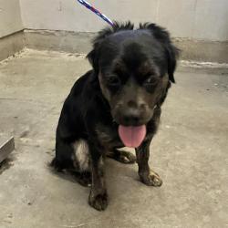 Shelter Stray Female Dog last seen , 600 Aviation Dr, Camarillo, CA 93010, USA