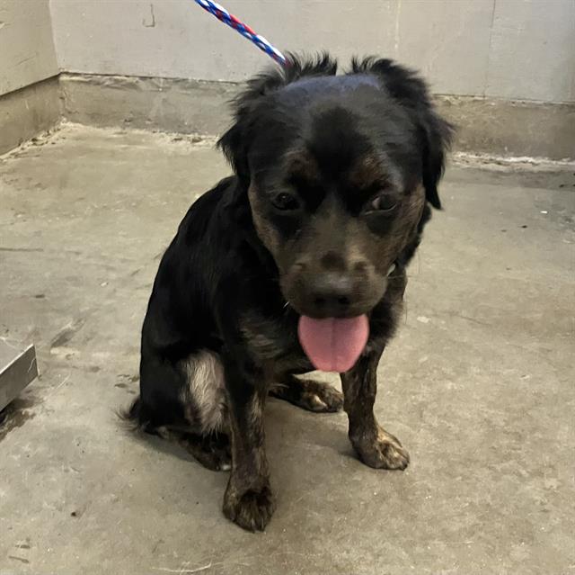 Shelter Stray Female Dog last seen , 600 Aviation Dr, Camarillo, CA 93010, USA