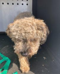 Shelter Stray Male Dog last seen , 600 Aviation Dr, Camarillo, CA 93010, USA