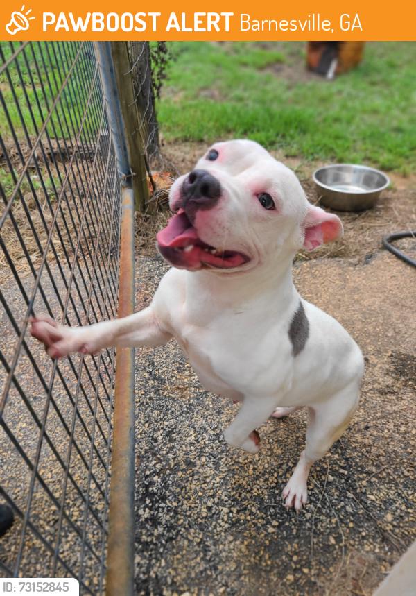 Found/Stray Female Dog last seen Crawford Rd Barnesville, Ga, Barnesville, GA 30204