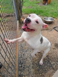 Found/Stray Female Dog last seen Crawford Rd Barnesville, Ga, Barnesville, GA 30204