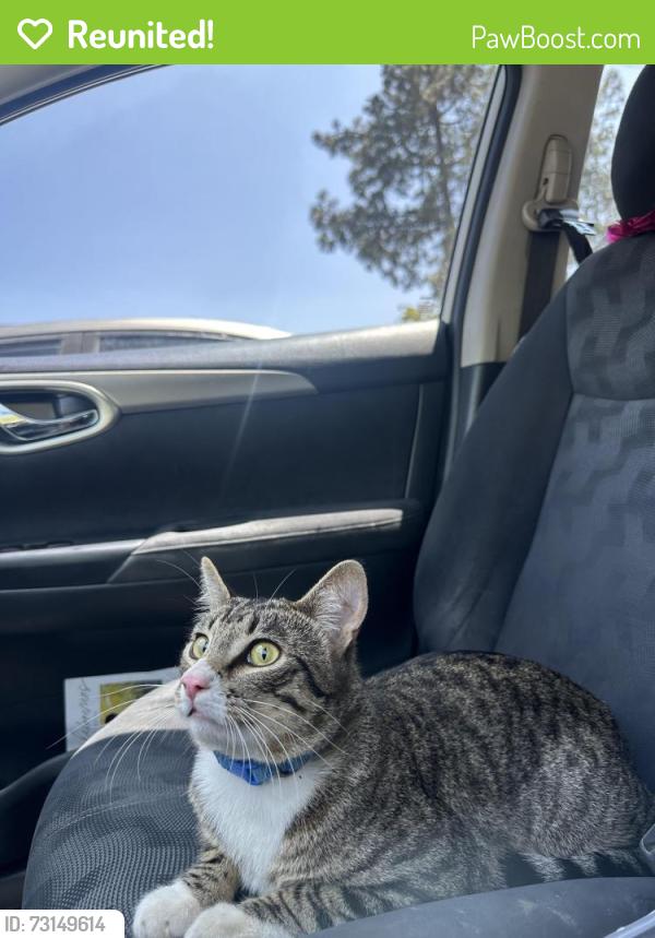 Reunited Male Cat last seen mission boulevard, Riverside, CA 92509