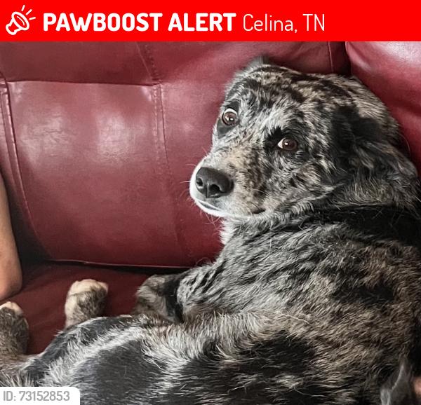 Lost Male Dog last seen Clay County Highway / New Hope Road, Celina, TN 38551