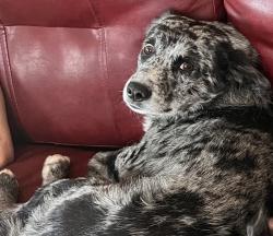 Lost Male Dog last seen Clay County Highway / New Hope Road, Celina, TN 38551