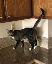 Lost Female Cat last seen Sunset Cliffs Blvd between Del Mar Ave & Orchard Ave, San Diego, CA 92107