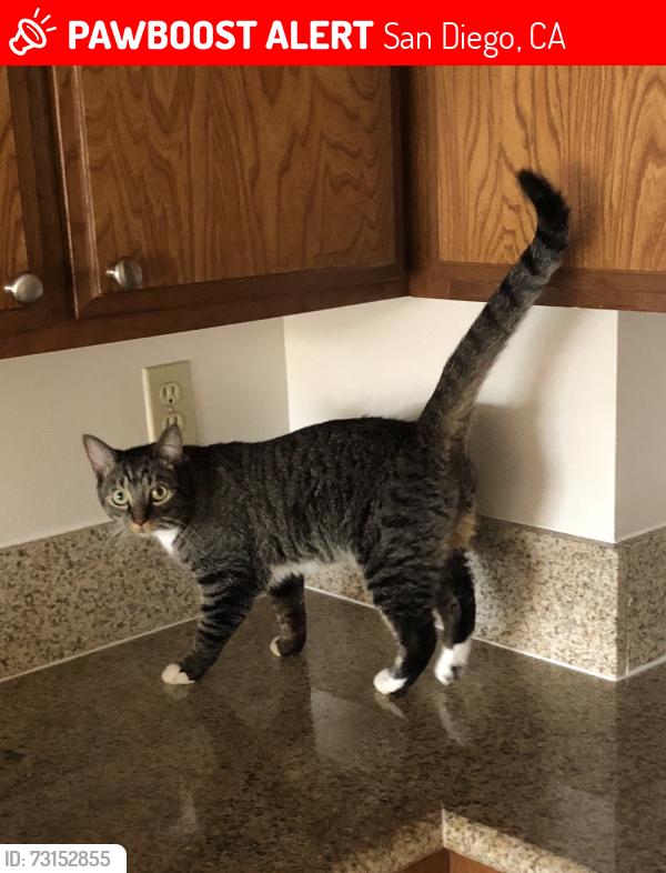 Lost Female Cat last seen Sunset Cliffs Blvd between Del Mar Ave & Orchard Ave, San Diego, CA 92107