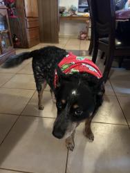 Reunited Male Dog last seen Monitor, S.H St, Pacheco, White Lane, Bakersfield, CA 93304