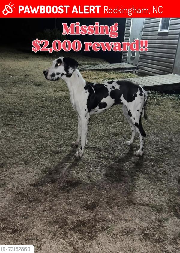 Lost Female Dog last seen Alcan, Rockingham, NC 28379
