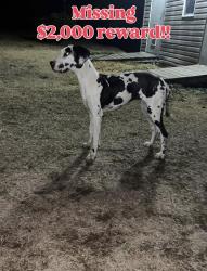 Lost Female Dog last seen Alcan, Rockingham, NC 28379
