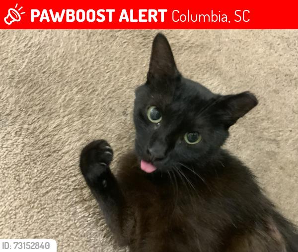 Lost Female Cat last seen Sparkleberry Lane, Columbia, SC 29229