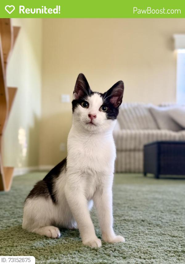 Reunited Male Cat last seen Whitmore, geer, service, Santa Fe, San Diego, CA 92105