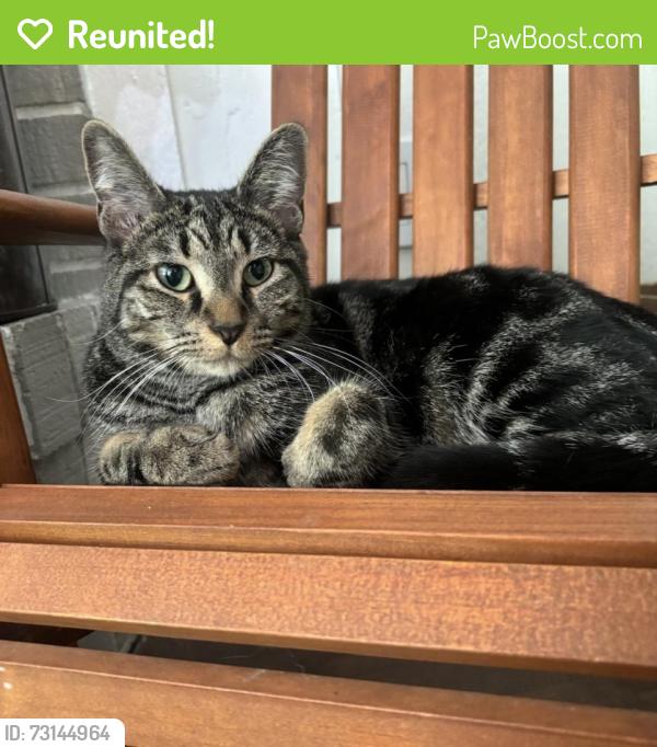 Reunited Male Cat last seen Chapelway off Route 84, Mentor, OH 44060