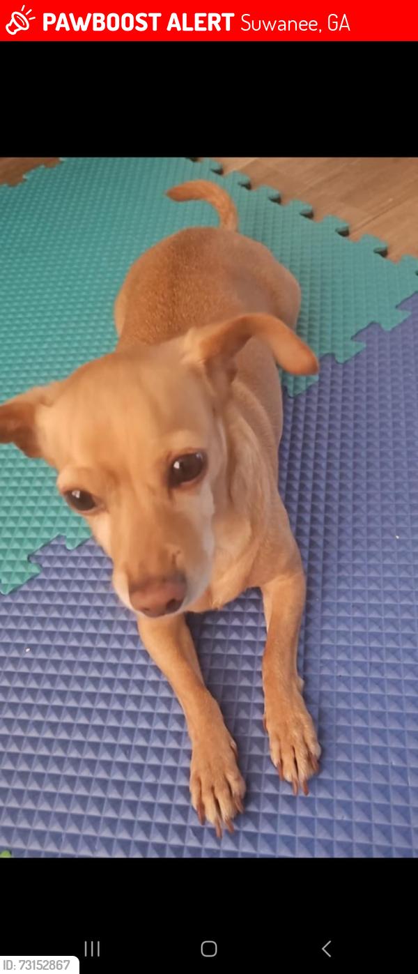 Lost Male Dog last seen Suwanne, Suwanee, GA 30024