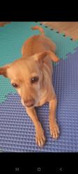 Lost Male Dog last seen Suwanne, Suwanee, GA 30024