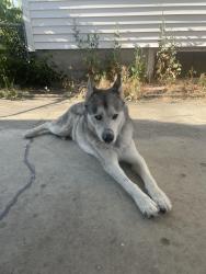 Found/Stray Male Dog last seen Near w garland, Spokane, WA 99205