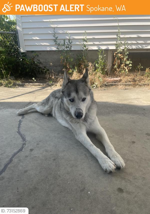 Found/Stray Male Dog last seen Near w garland, Spokane, WA 99205