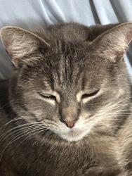 Reunited Female Cat last seen Near, Chicago, IL 60617