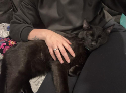 Reunited Male Cat last seen Near Spring Mill Rd, Indianapolis, IN 46260, USA, Indianapolis, IN 46260