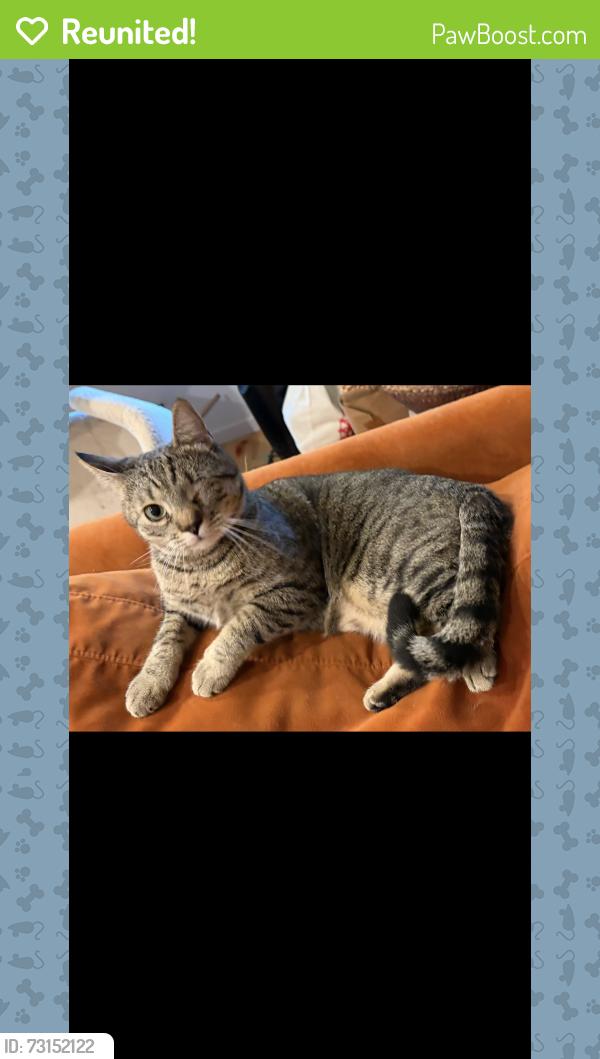 Reunited Male Cat last seen Sanborn and Sunset Blvd., Los Angeles, CA 90027