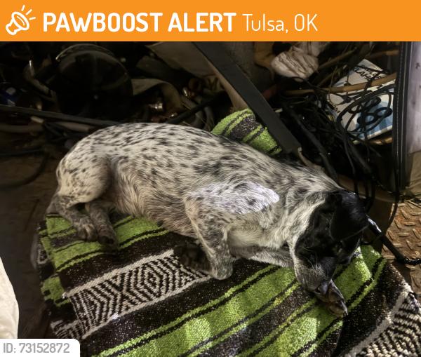 Found/Stray Female Dog last seen Admiral & Garnett, Tulsa, OK 74128